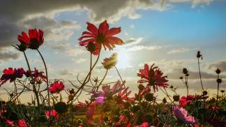 Flores_Jardim