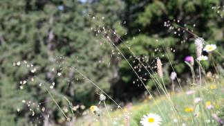 jardim_flores
