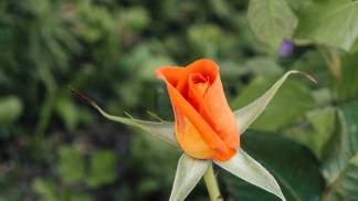 Flor linda