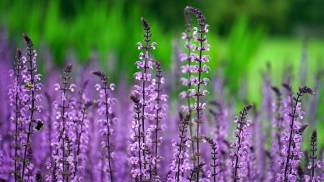 variousphotography-lilacs-1451676_1280