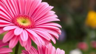 Flores lindas
