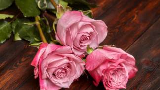 Rosas lindas